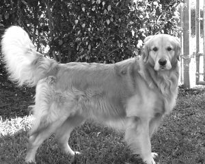 Cashmere Golden Retrievers