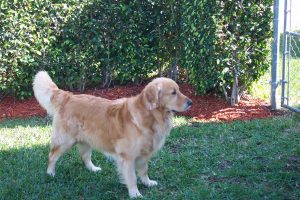 Cashmere Golden Retrievers