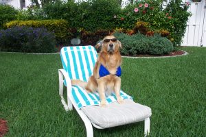 Cashmere Golden Retrievers