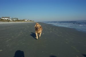 Cashmere Golden Retrievers