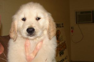 Cashmere Golden Retrievers