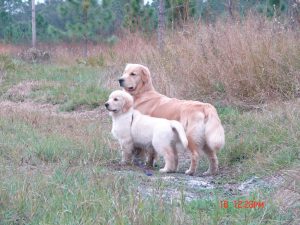 Cashmere Golden Retrievers