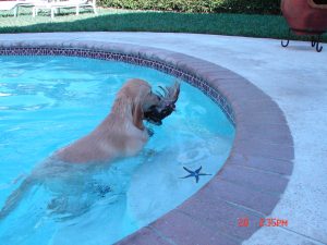 Cashmere Golden Retrievers