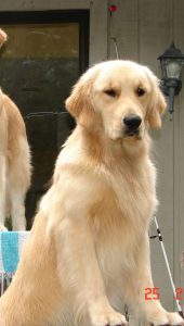 Cashmere Golden Retrievers