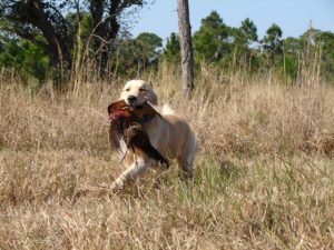 Cashmere Golden Retrievers