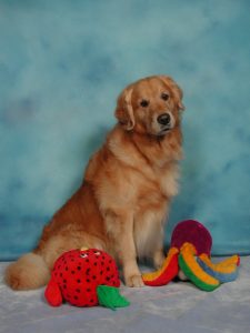 Cashmere Golden Retrievers