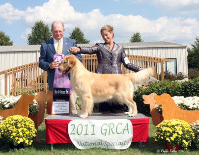 Cashmere Golden Retrievers
