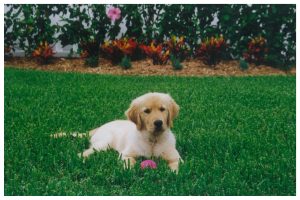 Cashmere Golden Retrievers