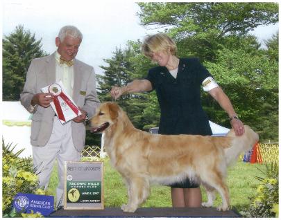 Cashmere Golden Retrievers