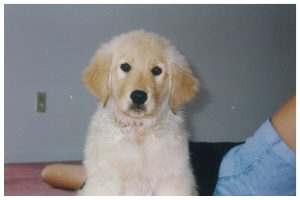 Cashmere Golden Retrievers