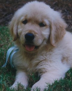 Cashmere Golden Retrievers