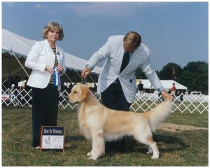 Cashmere Golden Retrievers