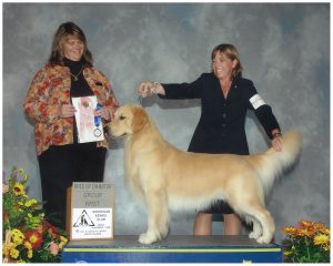 Cashmere Golden Retrievers