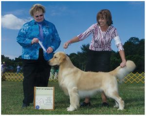Cashmere Golden Retrievers