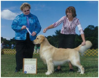 Cashmere Golden Retrievers