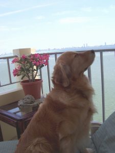 Cashmere Golden Retrievers