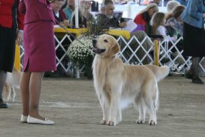 Cashmere Golden Retrievers