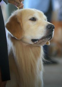 Cashmere Golden Retrievers