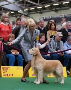 Cashmere Golden Retrievers