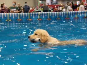 dock diver puppy budgy