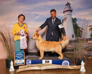 National Best of Opp Gun Dog