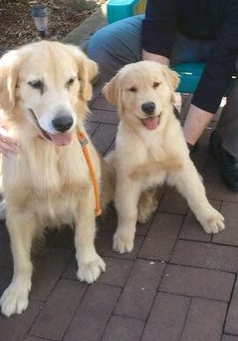 Cashmere Golden Retrievers