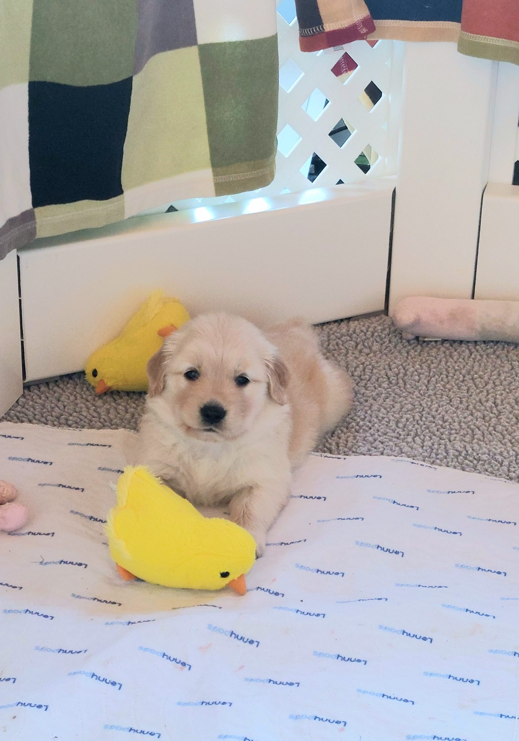 Dora the Explorer  White