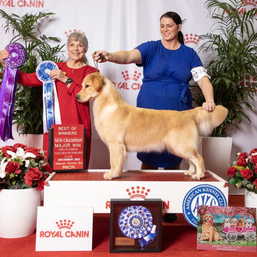 WB BOW Mid Fl Specialty Royal Canin