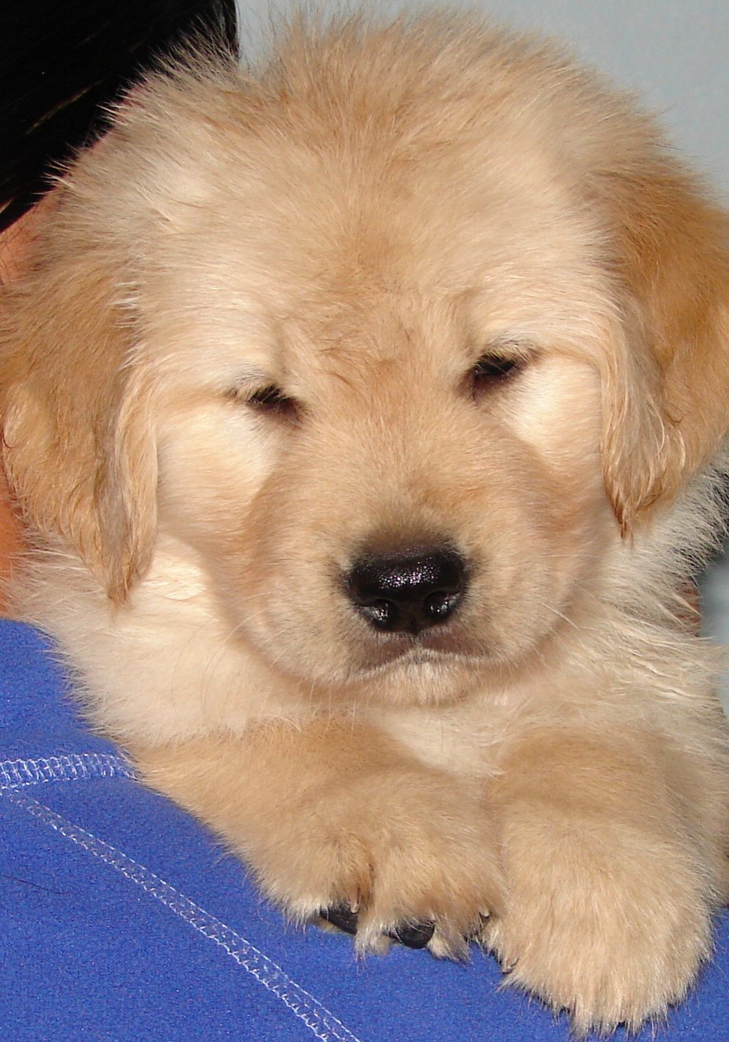 Cashmere Golden Retrievers