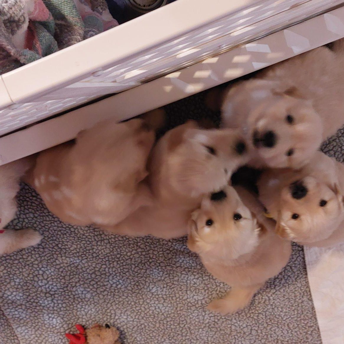 whistle sits 5 weeks