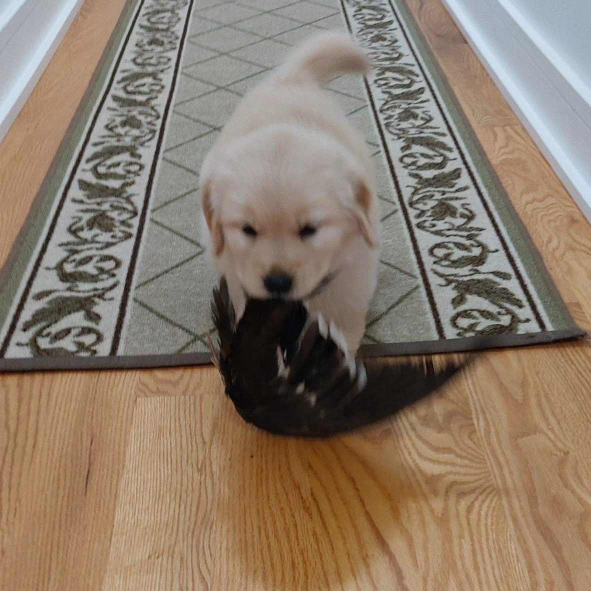 Wing retrieves 5 weeks